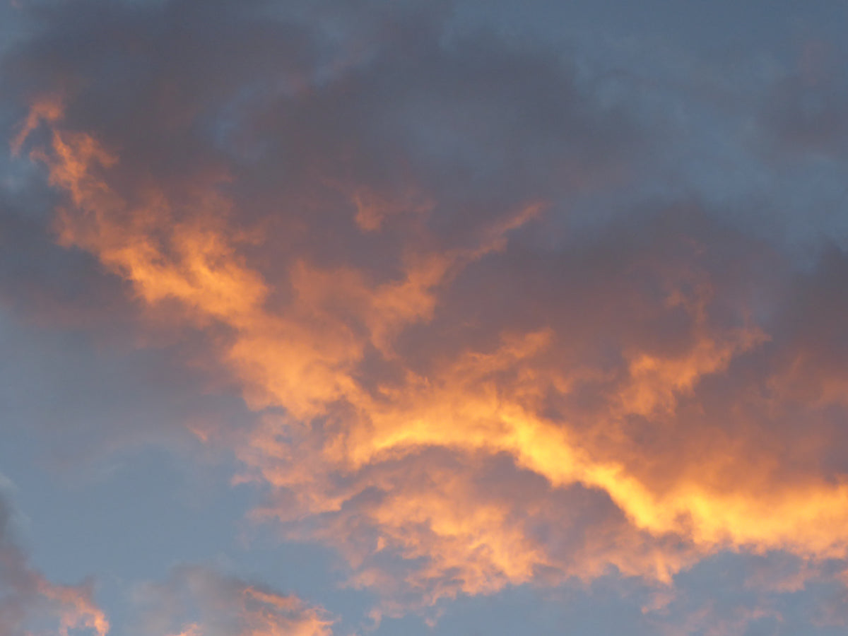 What is the Fragrance of Heaven? Shepherds Heart