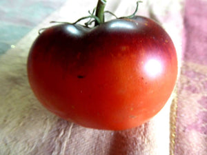 Tomatoes on Parade!  Colorful Indigo Apple Tomato
