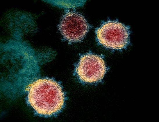 Images of the Virus that Disrupted the World by Design
