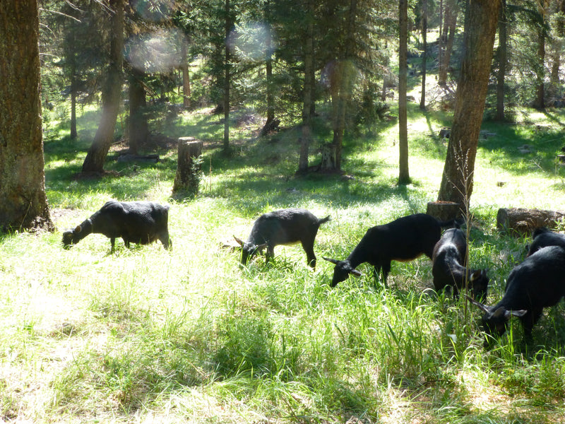 The Lover of My Soul Feeds the His Flocks