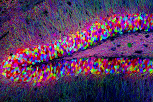 The Ultimate Secret Of PLAYING WITH LIGHT: LIGHT PAINTING YOUR CELLS