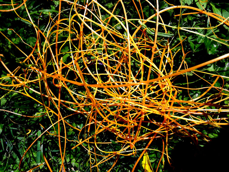Mysterious Tendrils from Hell?  UPDATE:  The plant is identified with a dark back-story