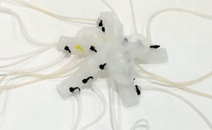 What's with the Jellyfish?