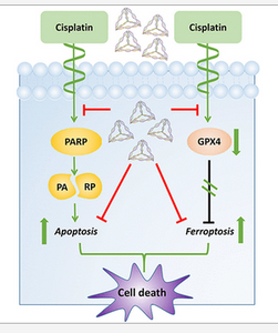 Iron, Nano Particles, and Regulated Death of Your Cells