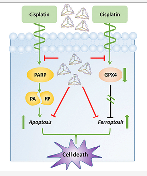 Iron, Nano Particles, and Regulated Death of Your Cells