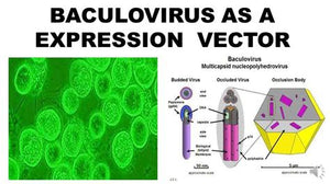 Weaponized Chimeric Insects for Vaccines & Food