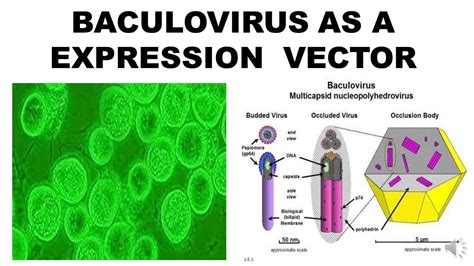 Weaponized Chimeric Insects for Vaccines & Food